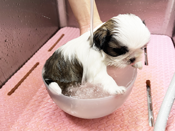 ☆子犬のお世話☆